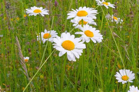 Ilustrácia rumančeka kamilkového s bielymi okvetnými lístkami a žltým stredom