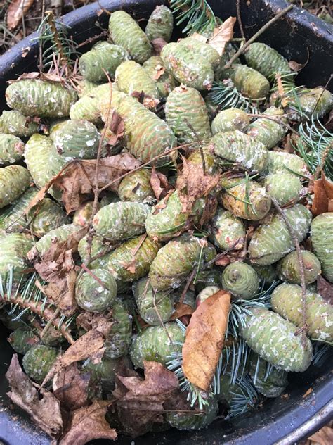 Šišky jedle kórejskej