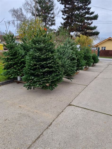 Rôzne kultivary jedle kórejskej