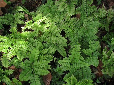 Adiant venušin (Adiantum capillus-veneris) ilustrácia