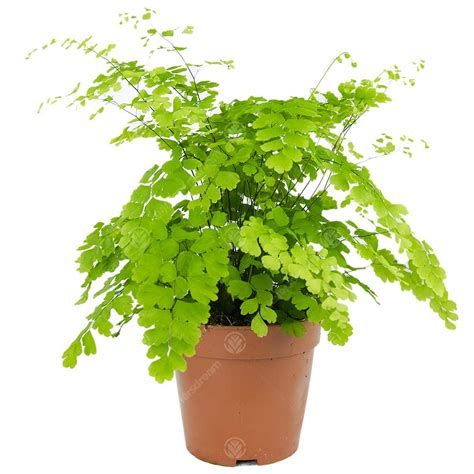 Venušin vlas Fragrans (Adiantum raddianum ‘Fragrans’) ilustrácia