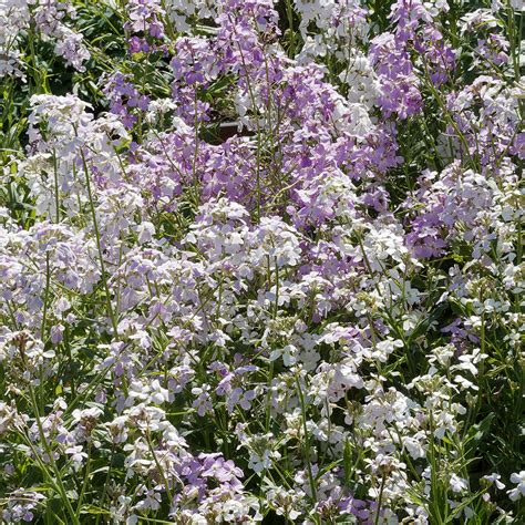 kvety hesperis