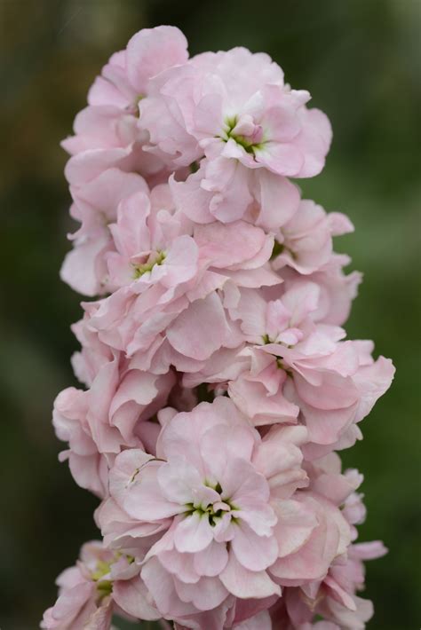kvety matthiola