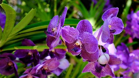 orchidea v interiéri