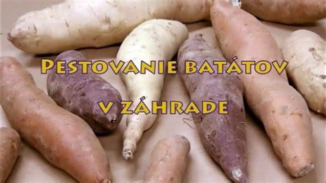 pestovanie batátov v záhrade
