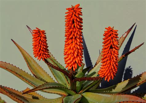 Aloe vera s kvetom