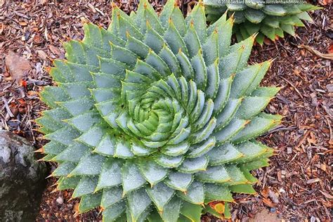 Aloe polyphylla so špirálovitým rastom listov