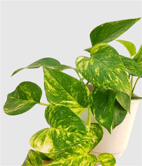 Rôzne odrody Epipremnum (Pothos)