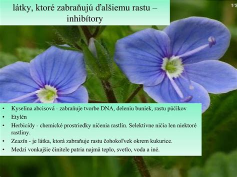 Porovnanie rastu normálnej rastliny a mutanta s poruchou fungovania auxínov