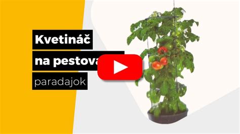Schéma správnej výsadby paradajok do záhrady