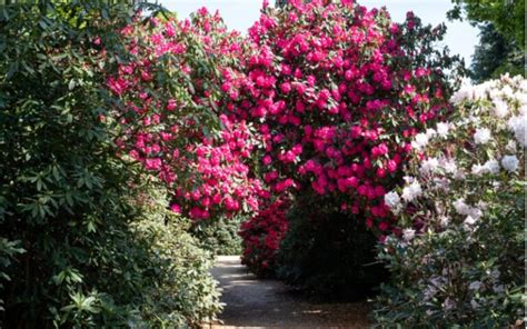 rozkvitnutý rododendrón v záhrade