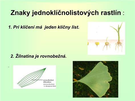Príklady rastlín s vegetatívnym rozmnožovaním