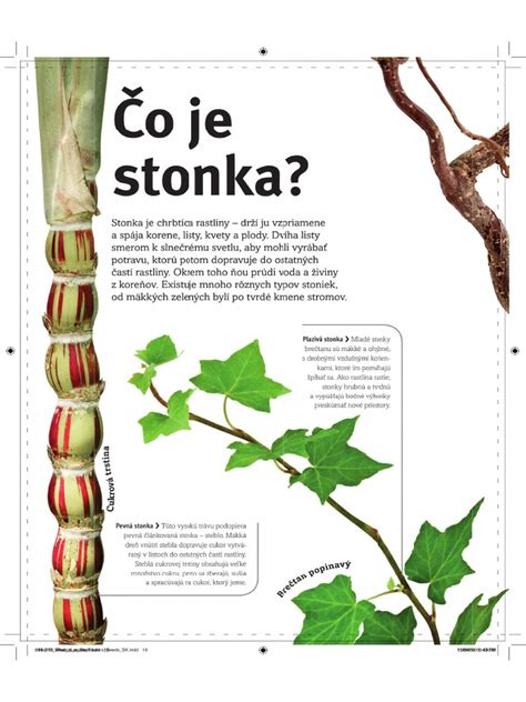Ukážka štepenia rastlín