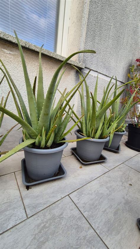 Škodcovia na rastline Aloe Vera
