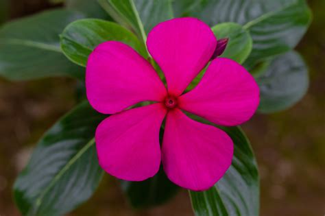 Katarantus (Catharanthus roseus)