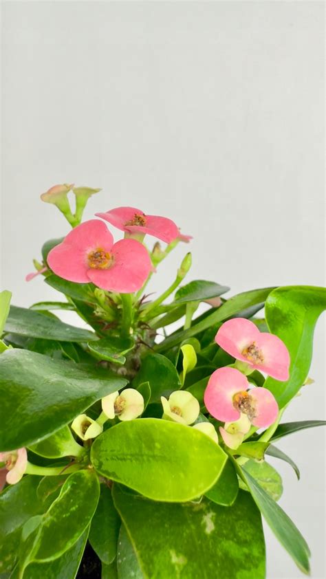 Detailný záber na kvety a ostnaté stonky Euphorbia milii