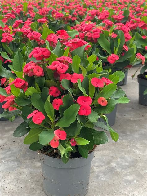 Malé sadenice Euphorbia milii v kvetináčoch