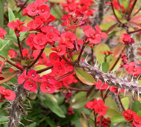 Koláž rôznych kultivarov Euphorbia milii s rôznymi farbami kvetov