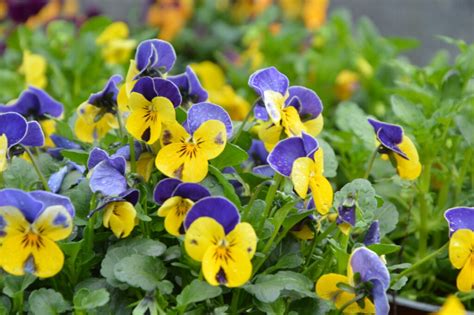 Háčkovaná maceška