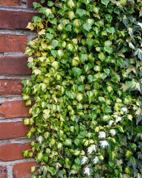 Hedera 'Goldheart' listy