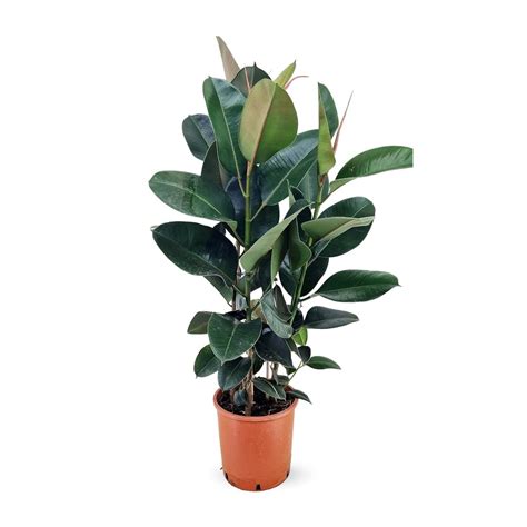 Množenie Ficus elastica odrezkami