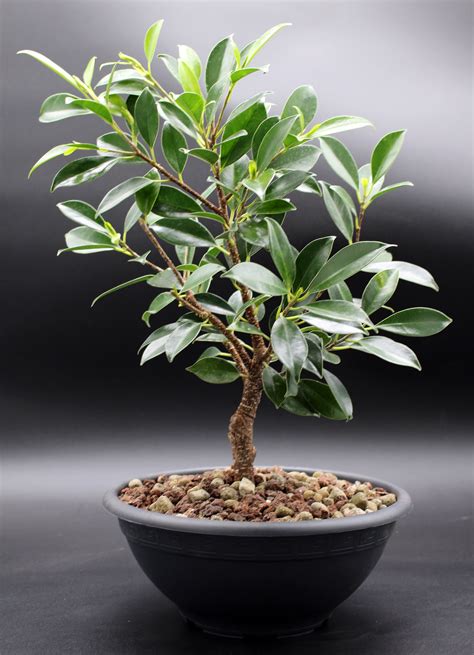 Ficus microcarpa ako bonsaj