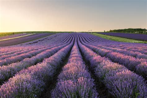 Produkty z levandule na trhoch v Tihany