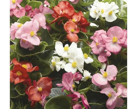 Rôzne druhy begónií