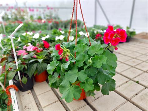 Zavlažovanie begónií