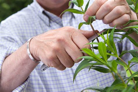 Rozmnožovanie begónií odrezkami