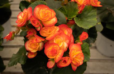 Zdravá a poškodená begónia