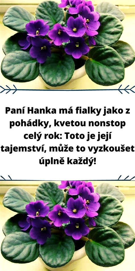 Schéma rozmnožovania fialky listovými odrezkami