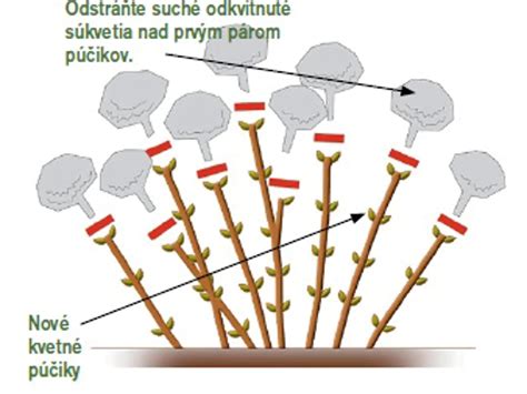 Rastový diagram hortenzie kalinolistej