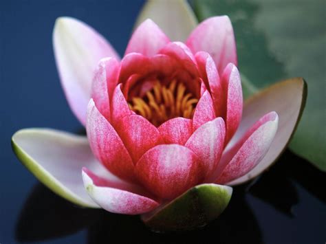 symbolika lotosového kvetu