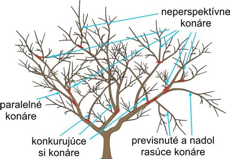 Schéma koreňových systémov rôznych podpníkov jabloní