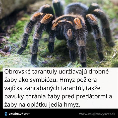 Schéma biotopu čílskej ružovej tarantuly