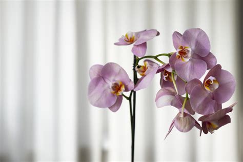 Ideálna intenzita svetla pre kvitnutie orchideí