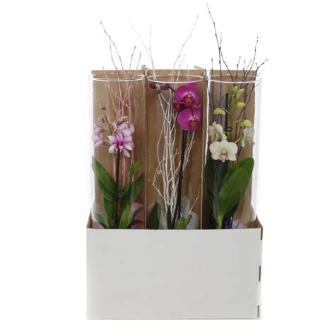 Orchidea v priehľadnom kvetináči so špeciálnym substrátom