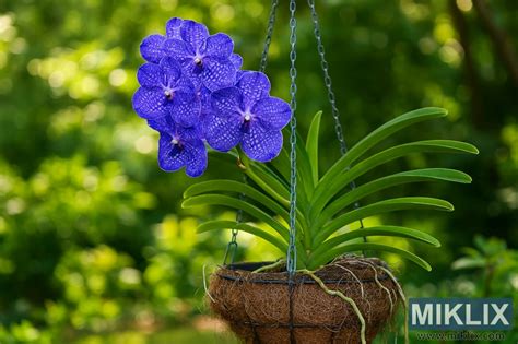 Orchidea Vanda v plnom kvete