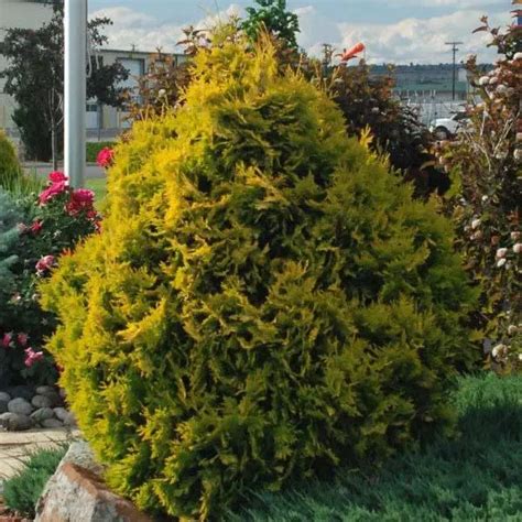 Tuja západná 'Sunkist' - široko kužeľovitý ker s oranžovými končekmi vetvičiek v zime a žltozeleným vnútrom
