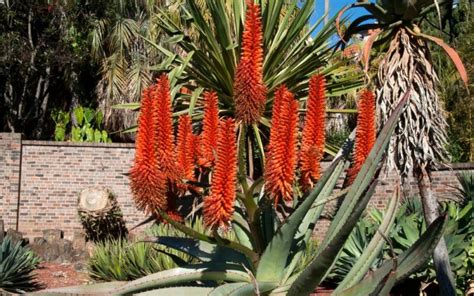 Kvety Aloe