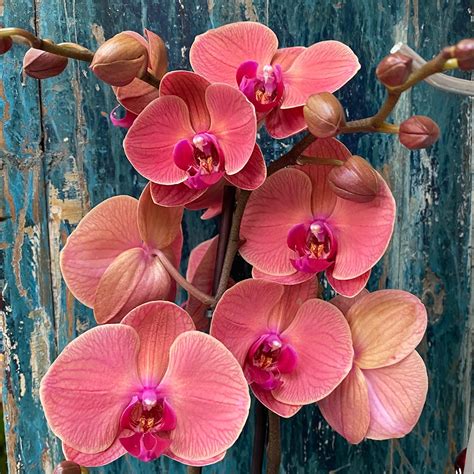 Kvitnúci lišajovec (Phalaenopsis)