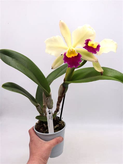 Kvitnúca orchidea Cattleya
