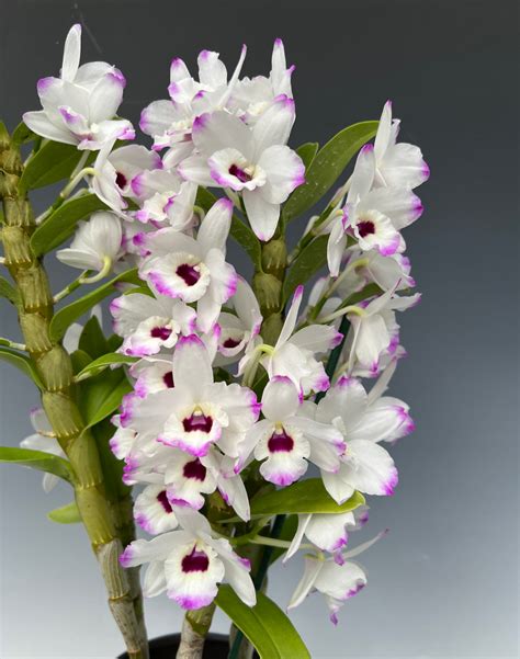 Dendrobium nobile ´Love Memory´