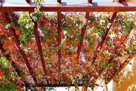 Stálezelené popínavé rastliny