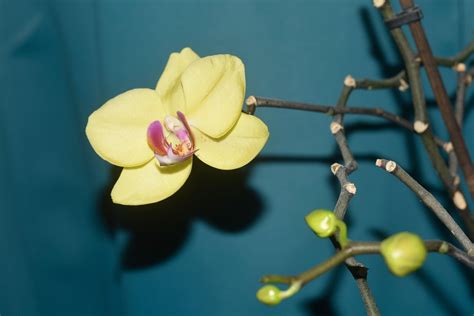 Žltá mini orchidea