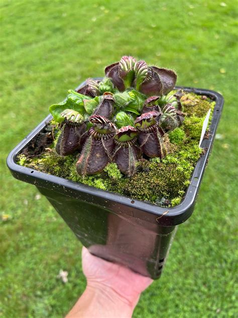 Cephalotus follicularis v kvetináči