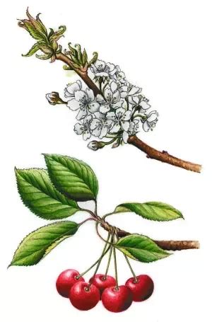 Ilustrácia Muchovníka indiánskeho s kvetmi a plodmi