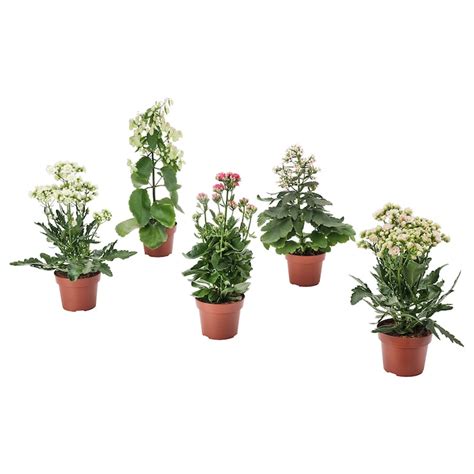 Rôzne druhy Kalanchoe