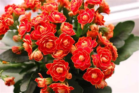Kvitnúca Kalanchoe